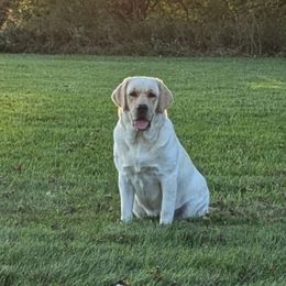 Sophie - Labrador Retriever