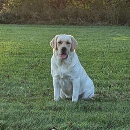 Sophie - Labrador Retriever