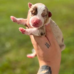 Mia AKC - Red merle female Australian Shepherd puppy in Polk City, Florida from Skaky Shepherds