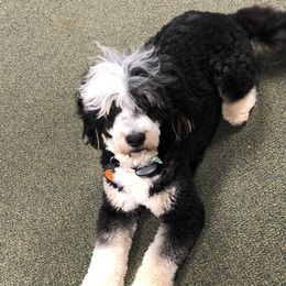 Bernedoodles from Mini Bernedoodles by Ziva & Zac