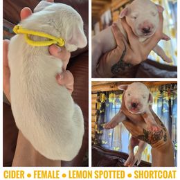 Cider (Lemon Spotted) - White and lemon female Dalmatian puppy in Salem, Missouri from Paradise Spots Dalmatians