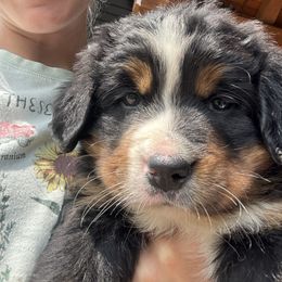 Darla - Black rust and white female Bernese Mountain Dog puppy in Dundee, Ohio from Steinhaus Dogs