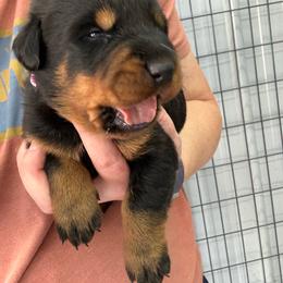 Pink - Black and rust female Beauceron puppy in Floyd’s Knobs, Indiana from Birdwing Beaucerons