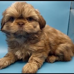 Amber- orange collar - Chocolate and tan female Shih Tzu puppy in Clarksburg, West Virginia from Pilgrim Shih tzu
