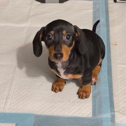 Polly - Black and tan female Dachshund puppy in Los Angeles, California from Dachshunds of the Desert
