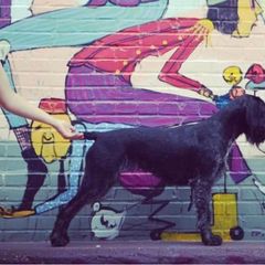 German Shepherd and German Wirehaired Pointer All Grown Up from Seelenfeuer German Shepherd Dogs