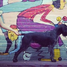 German Shepherd and German Wirehaired Pointer All Grown Up from Seelenfeuer German Shepherd Dogs