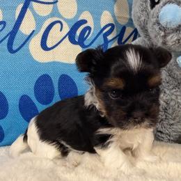 Jermaine - Black tan and white male Biewer Terrier puppy in Stockbridge, Georgia from Jenn’s Georgia Morkies and Biewer Terriers
