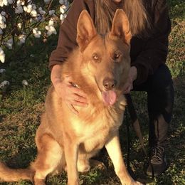 Khaki - German Shepherd
