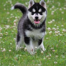 Ridge - Black and white male Pomsky puppy in Junction City, Ohio from JC Pups