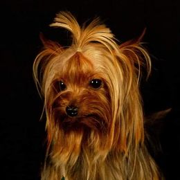 Beamer - Yorkshire Terrier