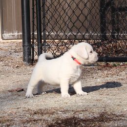 Labrador Retriever Puppies from Ivy Leash Labradors