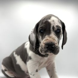 Great Dane Puppies from Top Brackett Danes