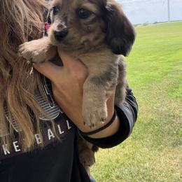 Dachshund Puppies from Steadfast station, mini dachshunds