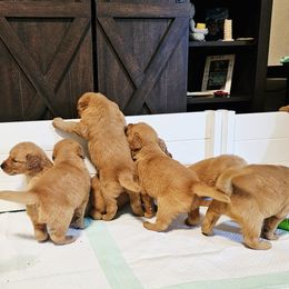 Golden Retriever Puppies from Piedmont Golden Retrievers