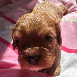 Charlie - Ruby male Cavalier King Charles Spaniel puppy in Watkinsville, Georgia from Cavaliers of Windsor