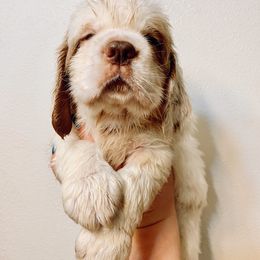 Clumber Spaniel Puppies from Rainsway Clumber Spaniels