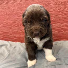 Daisy - White and brown female Newfoundland puppy in Goodhue, Minnesota from Claypits Newfoundlands