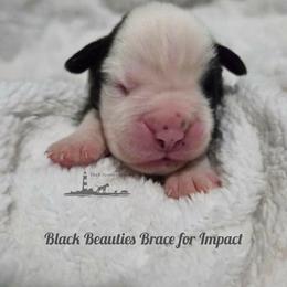 Black Beauties Brace for Impact - Brindle male Boxer puppy in Elizabeth City, North Carolina from Black Beauties Boxers