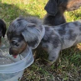 Bingo - Blue and tan male Dachshund puppy in Vacaville, California from SchmooterBabies