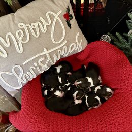 5th Choice - Black white and tan male Beagle puppy in Monticello, Georgia from Beaglelove