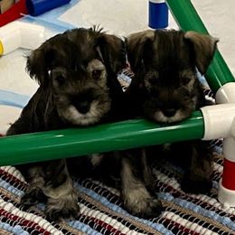 Miniature Schnauzer Puppies from Tivoli Miniature Schnauzers