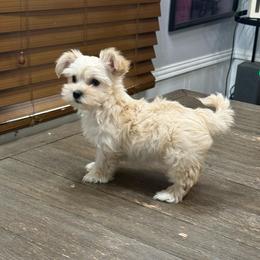 Elsa - Cream female Yorkipoo puppy in Oakland, Kentucky from Imperial Dogs