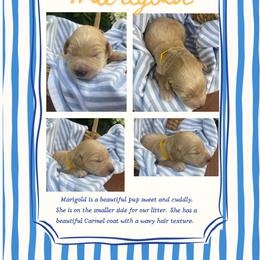 Marigold- gold - Apricot female Goldendoodle puppy in Carlton, Minnesota from Lakeside Doodles MN
