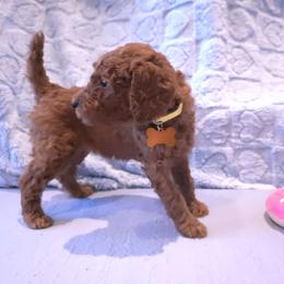 Yellow collar - Red  female Poodle puppy in Vass, North Carolina from Dakliff Standard Poodles