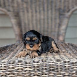 Maple - Black and tan female Cavalier King Charles Spaniel puppy in Medford, Wisconsin from Panache Puppies
