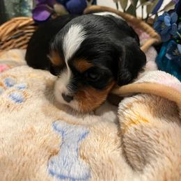 Josie - Tri-color female Cavalier King Charles Spaniel puppy in St. George, Maine from Cloud Nine Cavaliers