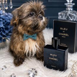 Duke - Blue and white male Shih Tzu puppy in Riverside, California from Be Dazzled Shihtzu