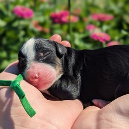 Firework - Tri-color male Bernedoodle puppy in Mount Pleasant, Tennessee from Amy Brewer