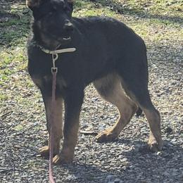 Nolan - Black and tan male German Shepherd puppy in Murray, Kentucky from Froschwald German Shepherds and Xanadu Teddy Roosevelt Terriers