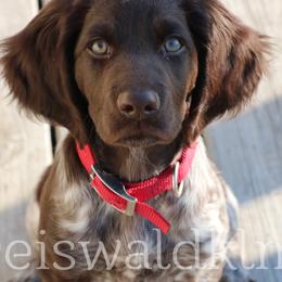 Kleine Munsterlanders from Vom Eiswald / Swanson Kennels