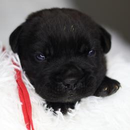 Orange Collar - Black brindle female Cane Corso puppy in Dayton, Ohio from Black Knight Cane Corso