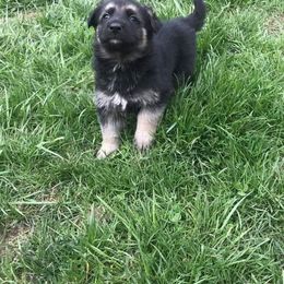 German Shepherd Puppies from Hacker Haus GSDs