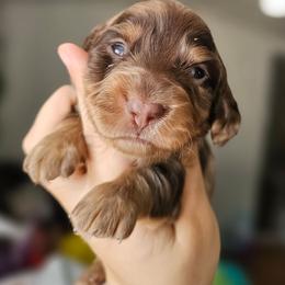 Rolo - Chocolate and tan male Dachshund puppy in Pasco, Washington from G & G Kennel