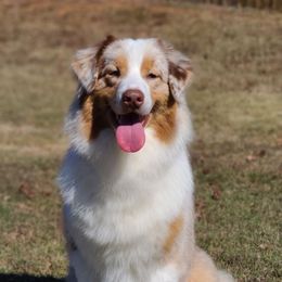 Maple - Australian Shepherd