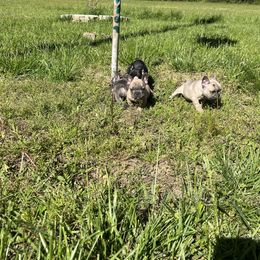French Bulldog Puppies from Boone County Bulldogs