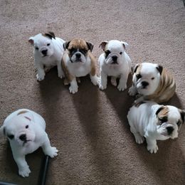 Bulldogs from Null Bulldogs