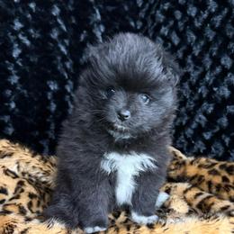 Midnight - Black female Pomeranian puppy in Greenville, Georgia from Breezy Hill Poms