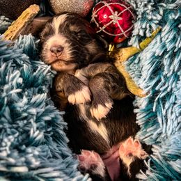 Miniature Australian Shepherd Puppies from CKO Country Road Aussies