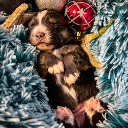 Miniature Australian Shepherd Puppies from CKO Country Road Aussies