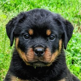 Rottweilers from DiamondH