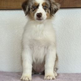 Red Merle boy 4 - Red merle male Australian Shepherd puppy in Terrebonne, Oregon from Storybrooke Australian Shepherds