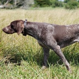Skyy - German Shorthaired Pointer