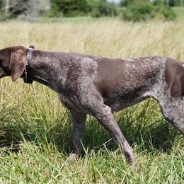 Skyy - German Shorthaired Pointer