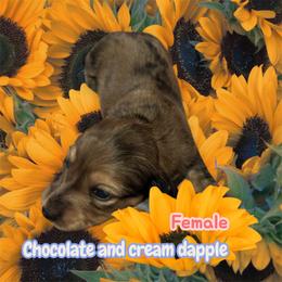 Brown dapple girl - Dapple female Dachshund puppy in Proctor, Montana from Blue Star Dachshunds