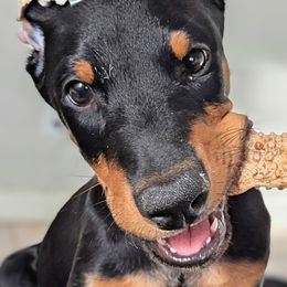 Orange Collar - Black and rust male Doberman Pinscher puppy in Austin, Texas from Tycho's Dobermans